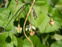 Pergularia