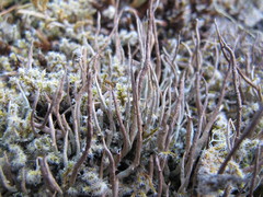Cladonia cornuta