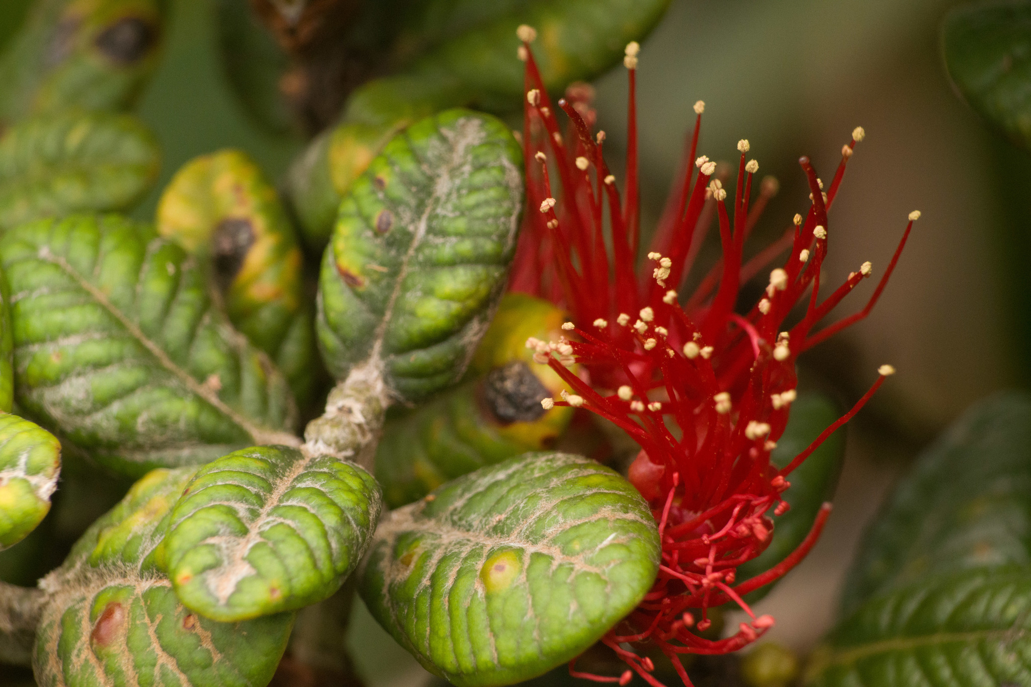 Metrosideros rugosa