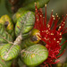 Lehua Papa - Photo (c) Kevin Faccenda, some rights reserved (CC BY), uploaded by Kevin Faccenda