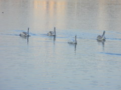 Pelecanus crispus