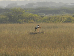 Ephippiorhynchus asiaticus