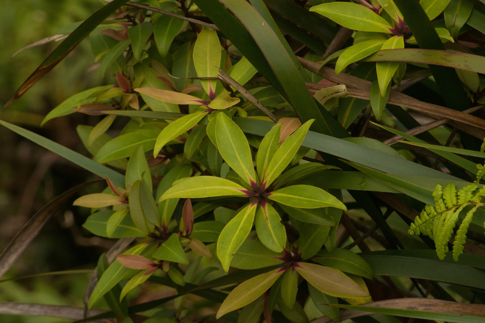 Myrsine fosbergii