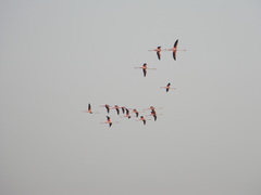 Phoenicopterus roseus