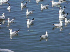 Chroicocephalus brunnicephalus