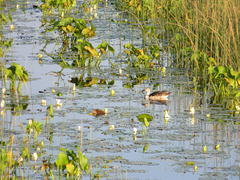 Sarkidiornis melanotos