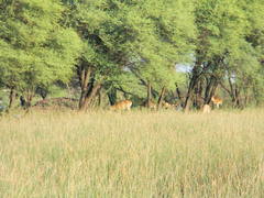 Boselaphus tragocamelus