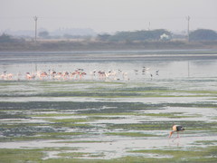 Mycteria leucocephala