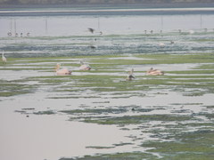 Pelecanus philippensis