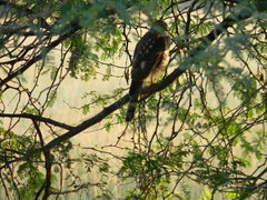 Accipiter badius