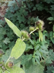 Arctium nemorosum