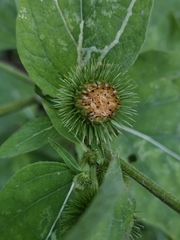 Arctium nemorosum