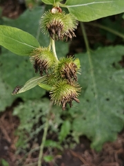 Arctium nemorosum