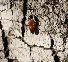 Opisthopsis