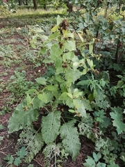Arctium nemorosum