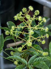 Pentapanax