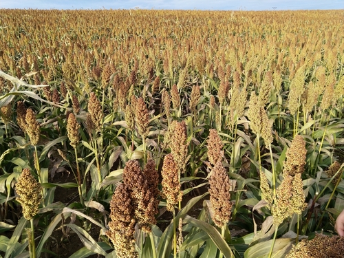 Sirak metlaš (Sorghum bicolor)