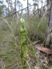 Pterostylis viriosa