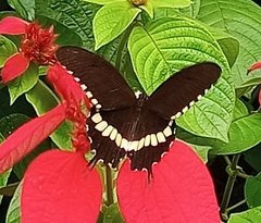 Papilio polytes
