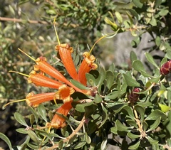 Lambertia inermis inermis