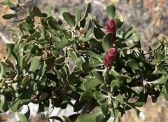 Lambertia inermis inermis