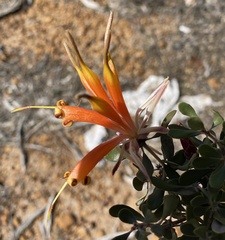 Lambertia inermis inermis