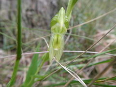Pterostylis viriosa
