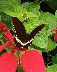 Papilio polytes