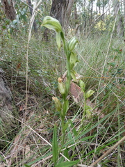 Pterostylis viriosa