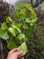 Cheirodendron platyphyllum