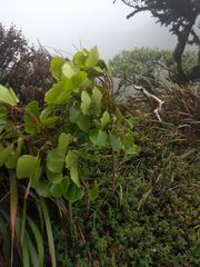 Cheirodendron platyphyllum