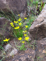 Euryops laxus