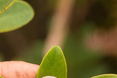 Myrsine lessertiana