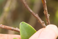 Myrsine lessertiana