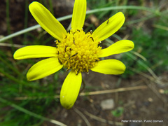 Euryops laxus