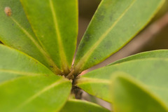 Myrsine lessertiana