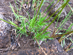 Euryops laxus