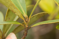 Myrsine lessertiana