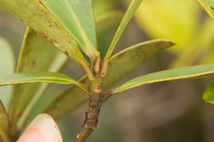 Myrsine lessertiana