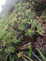 Myrsine lessertiana
