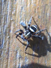 Saitis virgatus