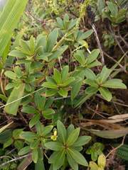 Myrsine lessertiana