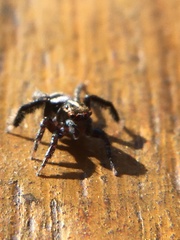 Saitis virgatus