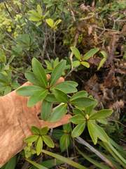 Myrsine lessertiana