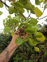 Cheirodendron platyphyllum