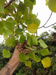 Cheirodendron platyphyllum