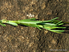 Euryops laxus