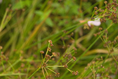 Juncus planifolius