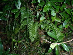 Asplenium rutifolium