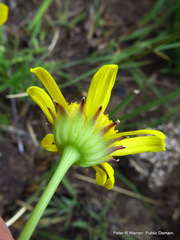Euryops laxus